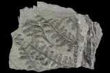 Pennsylvanian Fossil Fern (Lyginopteris) - Alabama #112759-1